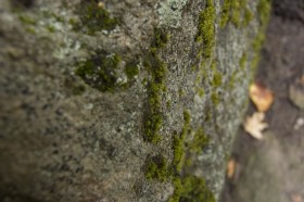 Fall Foliage at Elephant Rock