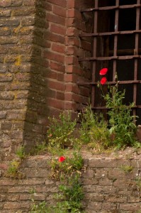 poppy