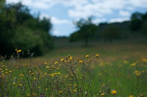 DSC_0177
