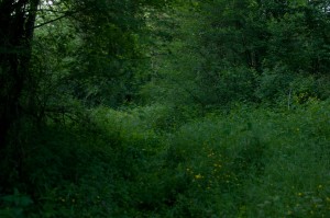 DSC_0251