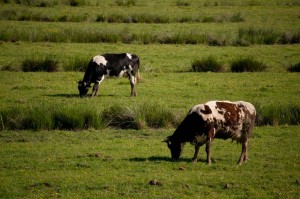 Cows