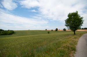 Cropland 1