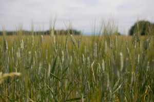 Grain