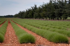 Lavender Fields