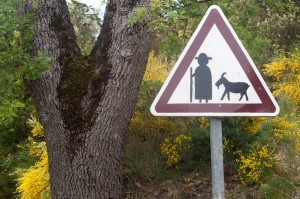 Look Out for Goat Shepherds