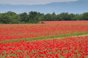 Poppy Fields