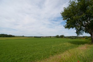 Provence Fields