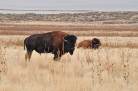 Antelope Island Bison Roundup