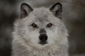 Grizzly and Wolf Discovery Center