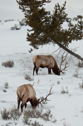 A Yellowstone Winter – Day 1