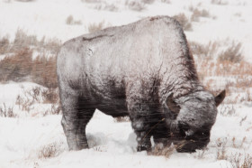 A Yellowstone Winter – Day 2
