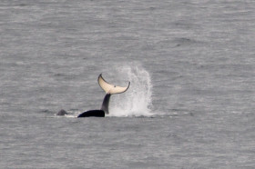 San Juan Island