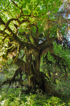Rainforests