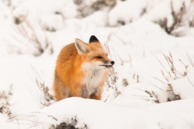 Skis and a Fox