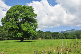 Carpathians at Last