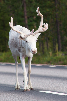 Santa and His Reindeer