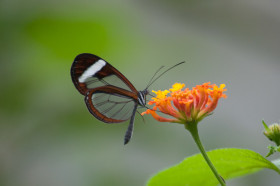 Glasswing