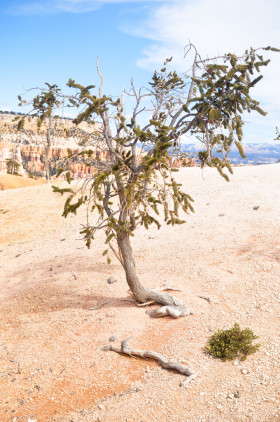 Desert