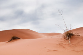 Coral Pink Sand Dunes State Park